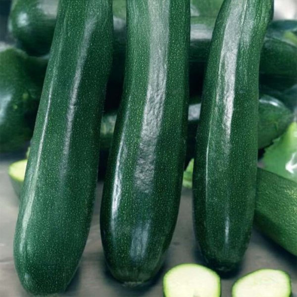 Zucchini 'Black Beauty'