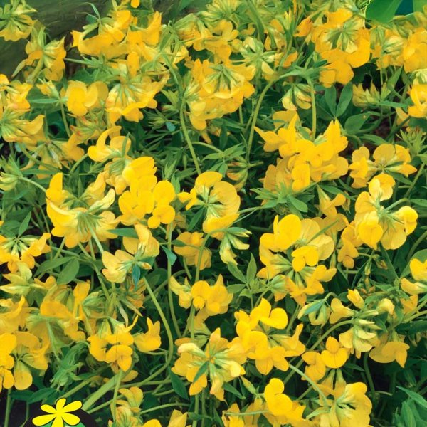 Gründüngung Hundszahn