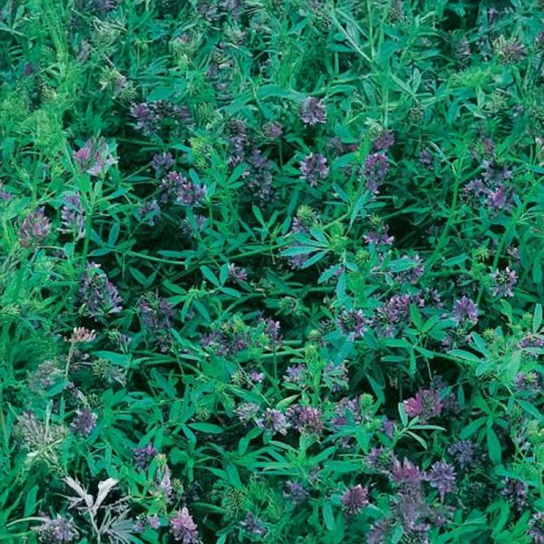 Gründüngung Luzerne