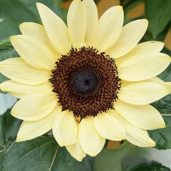 Sonnenblume 'Zitronenprinz'