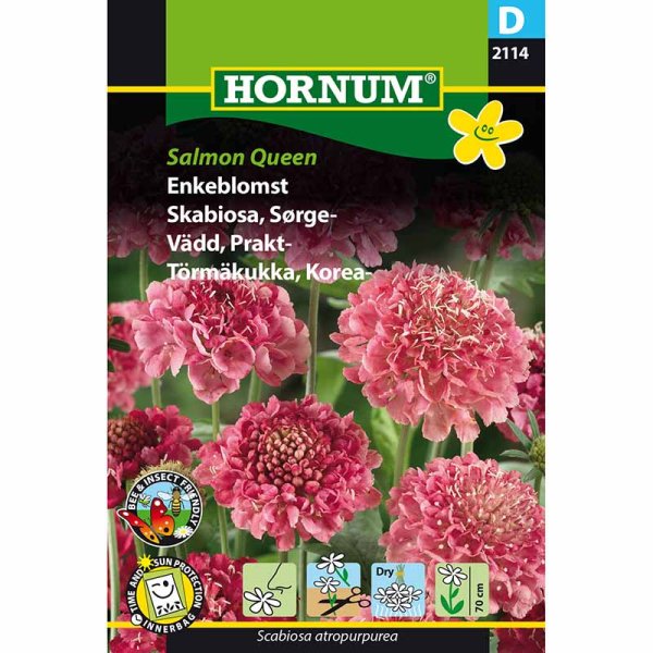 Pracht-Witwenblume 'Salmon Queen'