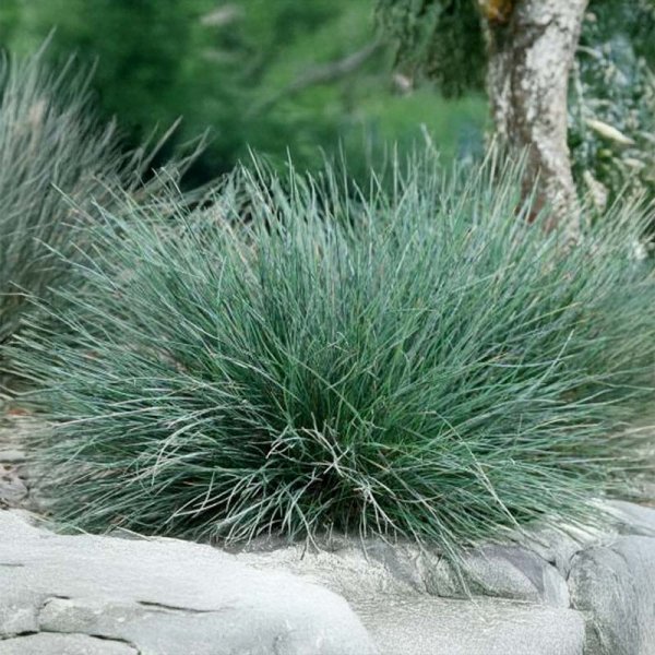 Ziergras Blauschwingel