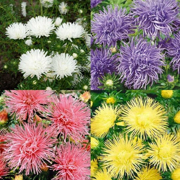 4 Farben Sommeraster 'Unicum'