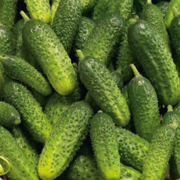 Freilandgurke 'Pasalimo' F1