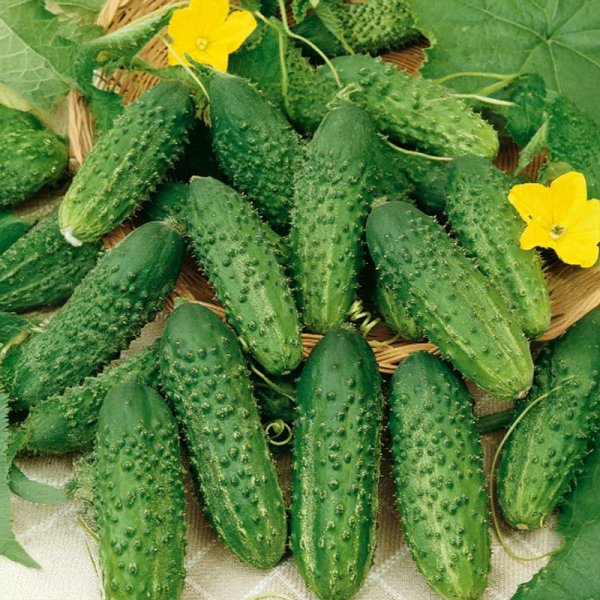 Freilandgurke 'Krak' F1