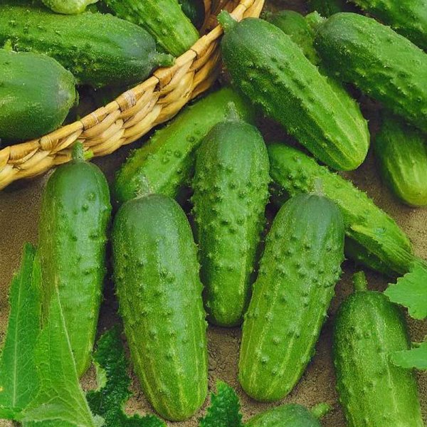 Freilandgurke 'Julian' F1