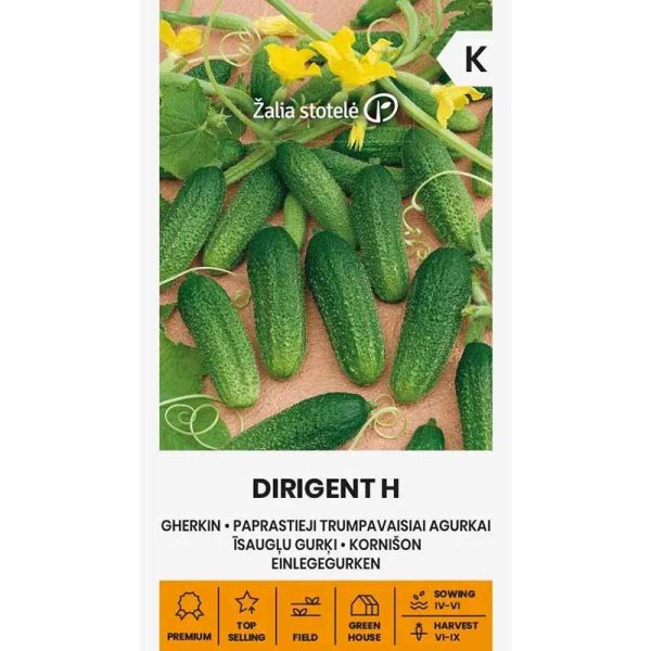 Freilandgurke 'Dirigent' F1