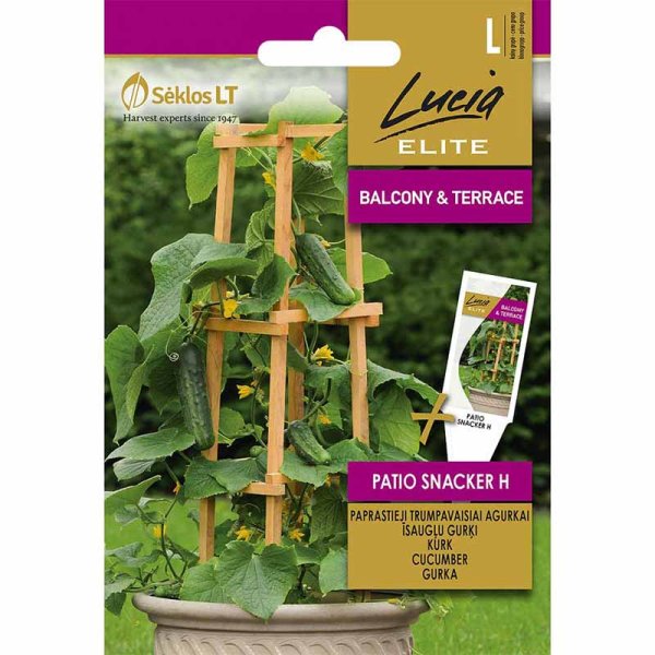 Cucumber 'Patio snacker' H