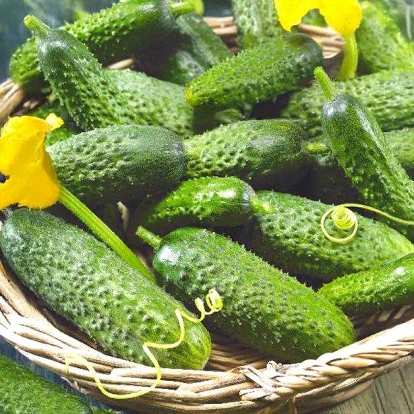 Freilandgurke 'Mirabelle' F1