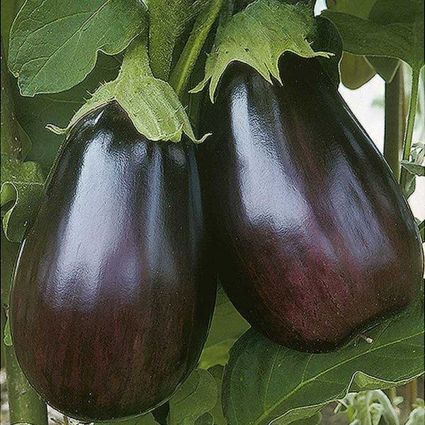 Aubergine 'Black Beauty'