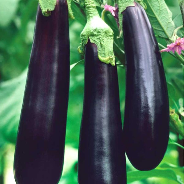 Aubergine 'Giralda' H