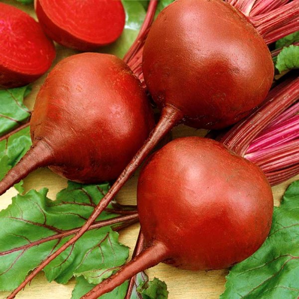 Rote Bete 'Bona'