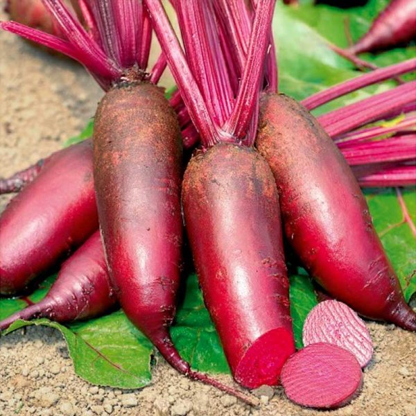 Rote Bete 'Renova'