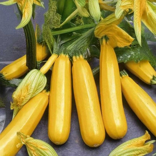 Zucchini 'Goldena'