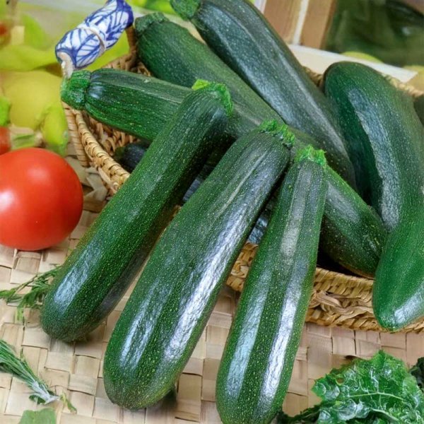 Zucchini 'Nefertiti'