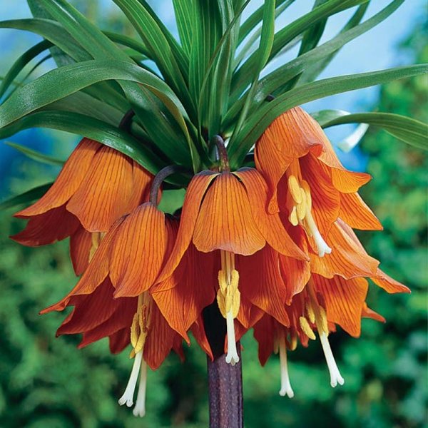 Kejsarkrona ‘Aurora’