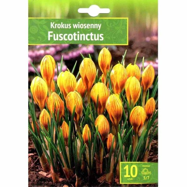Kelch-Krokus 'Fuscotinctus'