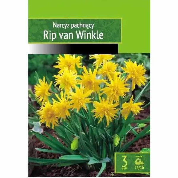 Schneenarzisse 'Rip Van Winkle'