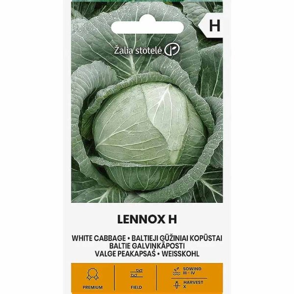 Weißkohl 'Lennox' H