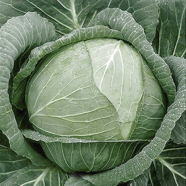 Weißkohl 'Lennox' H