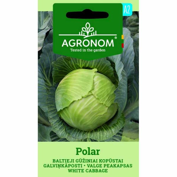 Weißkohl 'Polar'
