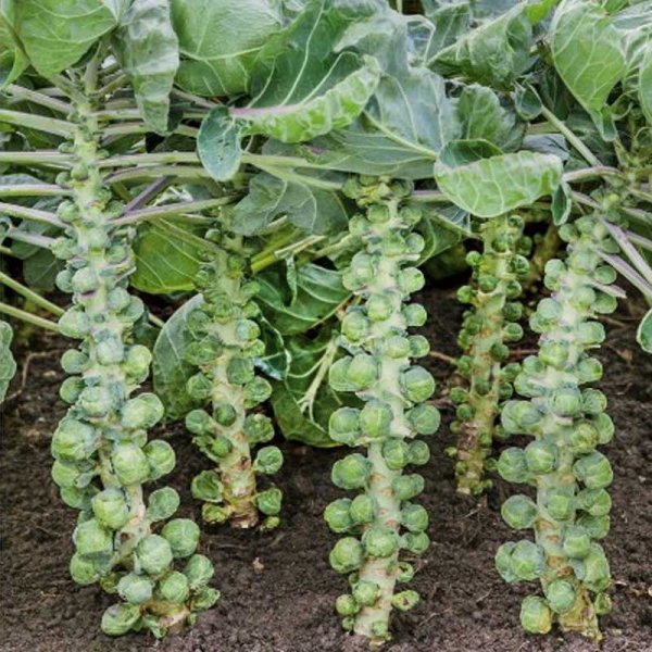 Rosenkohl 'Dolores' H