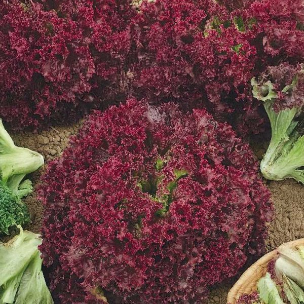 Kopfsalat 'Lollo rossa'