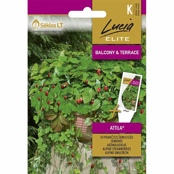 Monatserdbeere 'Attila'