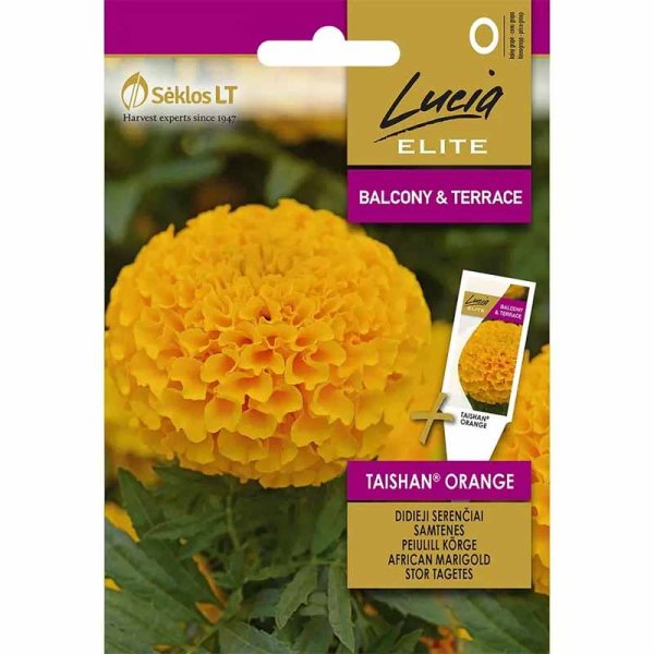 Hohe Tagetes 'Taishan® Orange'