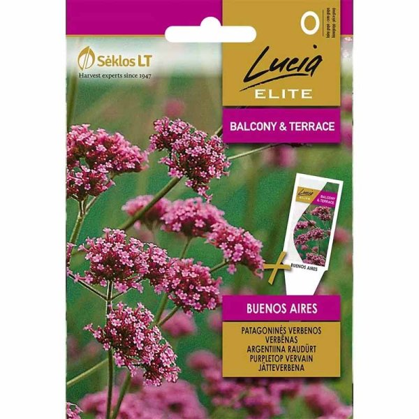 Riesige Verbene 'Buenos aires'