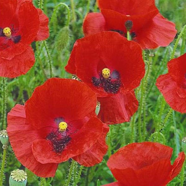 Roter Mohn