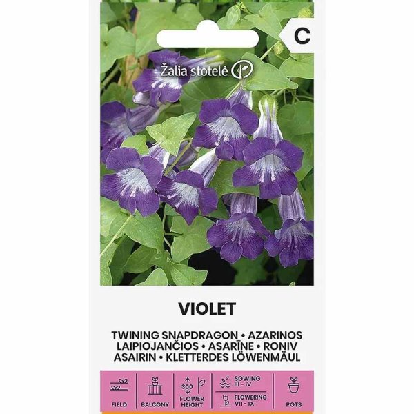 Maurandie 'Violet'