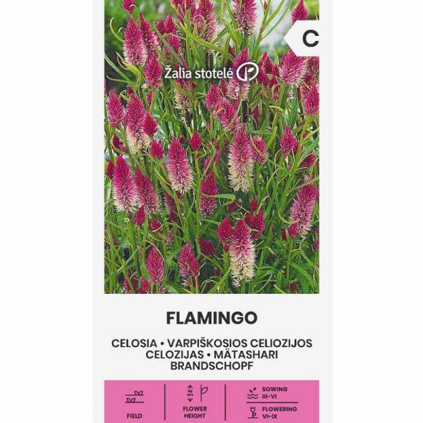 Amaranth 'Flamingo'