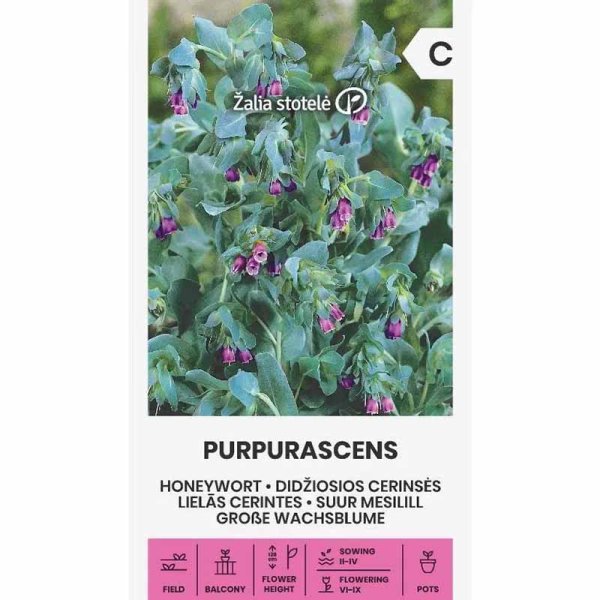 Wachsblume 'Purpurascens'