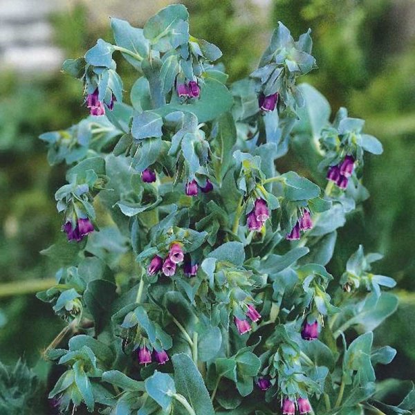 Wachsblume 'Purpurascens'