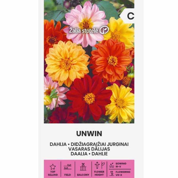 Dahlie 'Unwin'