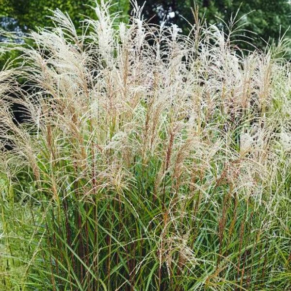 Chinaschilf 'Early Hybrids'