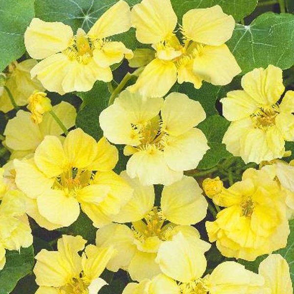 Rankende Kapuzinerkresse 'Moonlight'