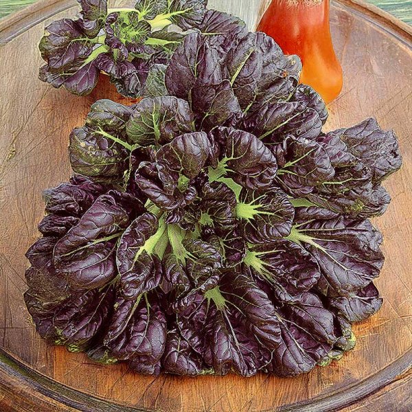 Pak choi 'Arax'