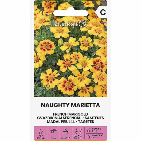 Studentenblume 'Naughty Marietta'