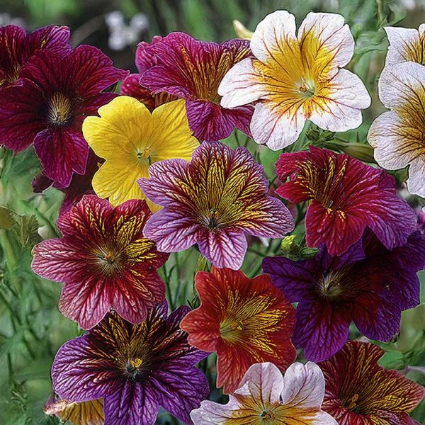 Trompetenblume 'Superbissima'