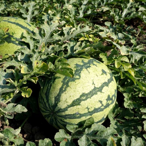 Wassermelone 'Moro' F1