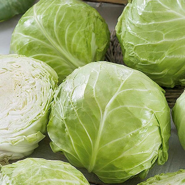Weißkohl 'Betti' H