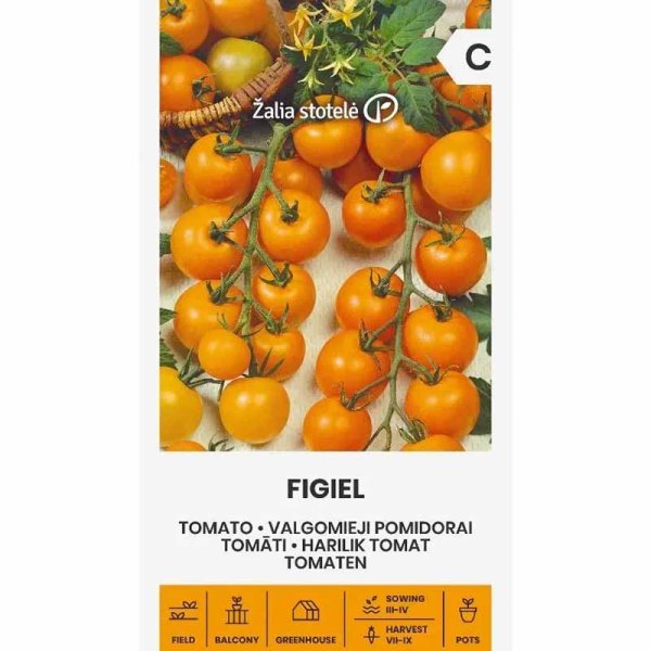 Tomate 'Figiel'
