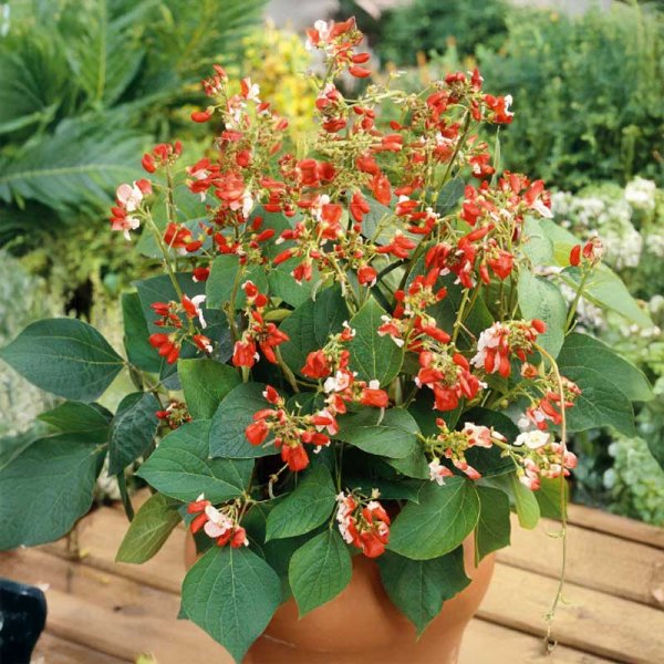 Schmuckbohne 'Hestia'