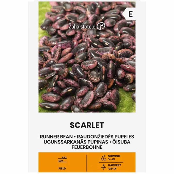 Feuerbohne 'Scarlet'