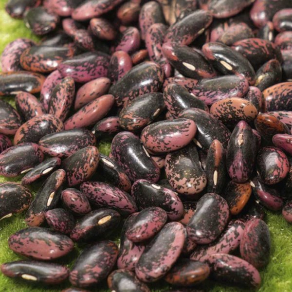 Feuerbohne 'Scarlet'