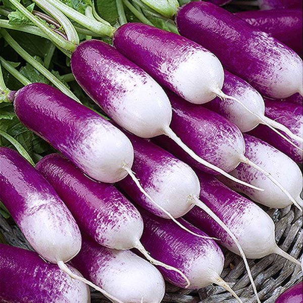 Radieschen 'Felicia'