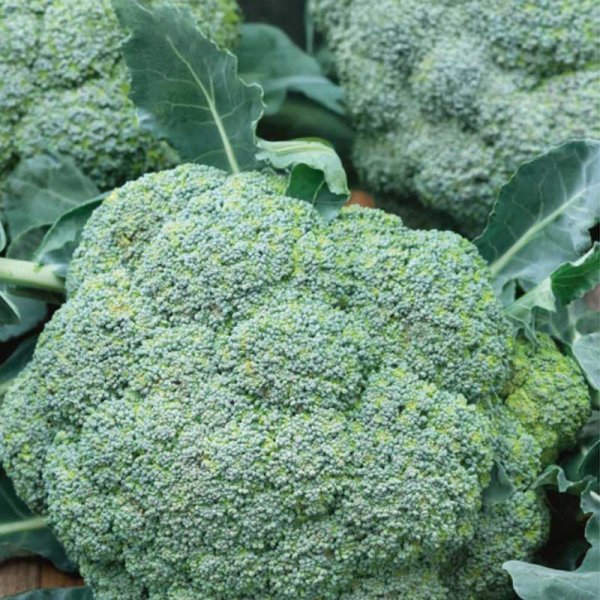 Brokkoli 'Calabrese natalino'