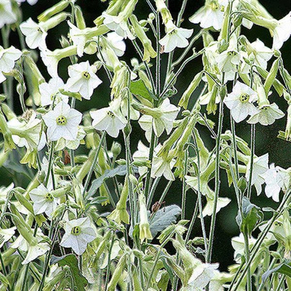 Ziertabak 'Starlight Dancer'